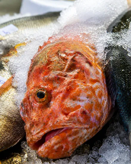 Whole fish resting on crushed ice