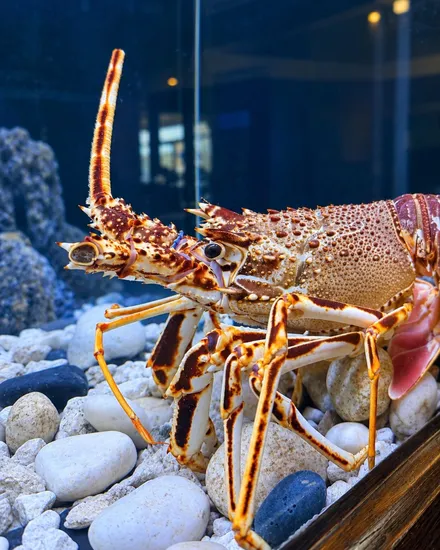 A live spiny lobster on pale pebbles in the restaurant tank, its antennae raised